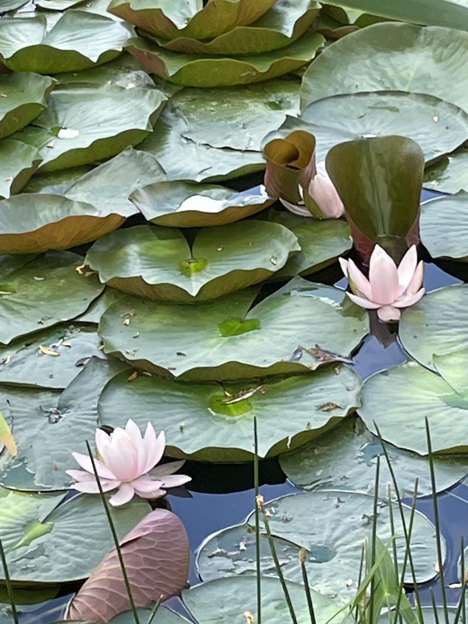 Le Hameau De La Closerie Flere-la-Riviere Phòng bức ảnh